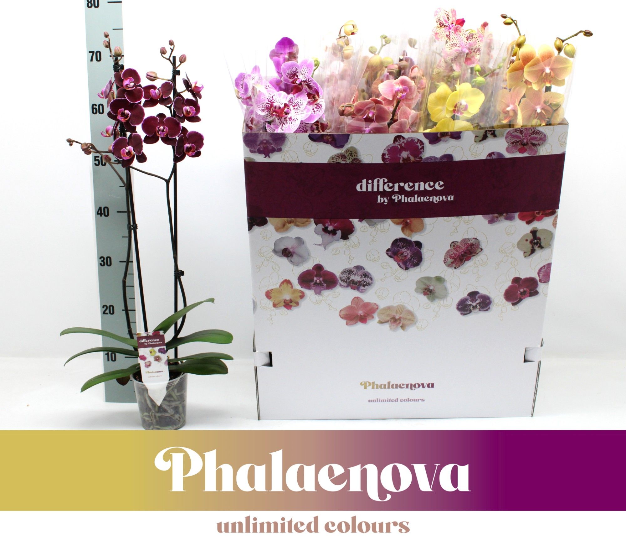 Gemengd 2-tak 12 Kleuren doos mix (RIJP), D 12