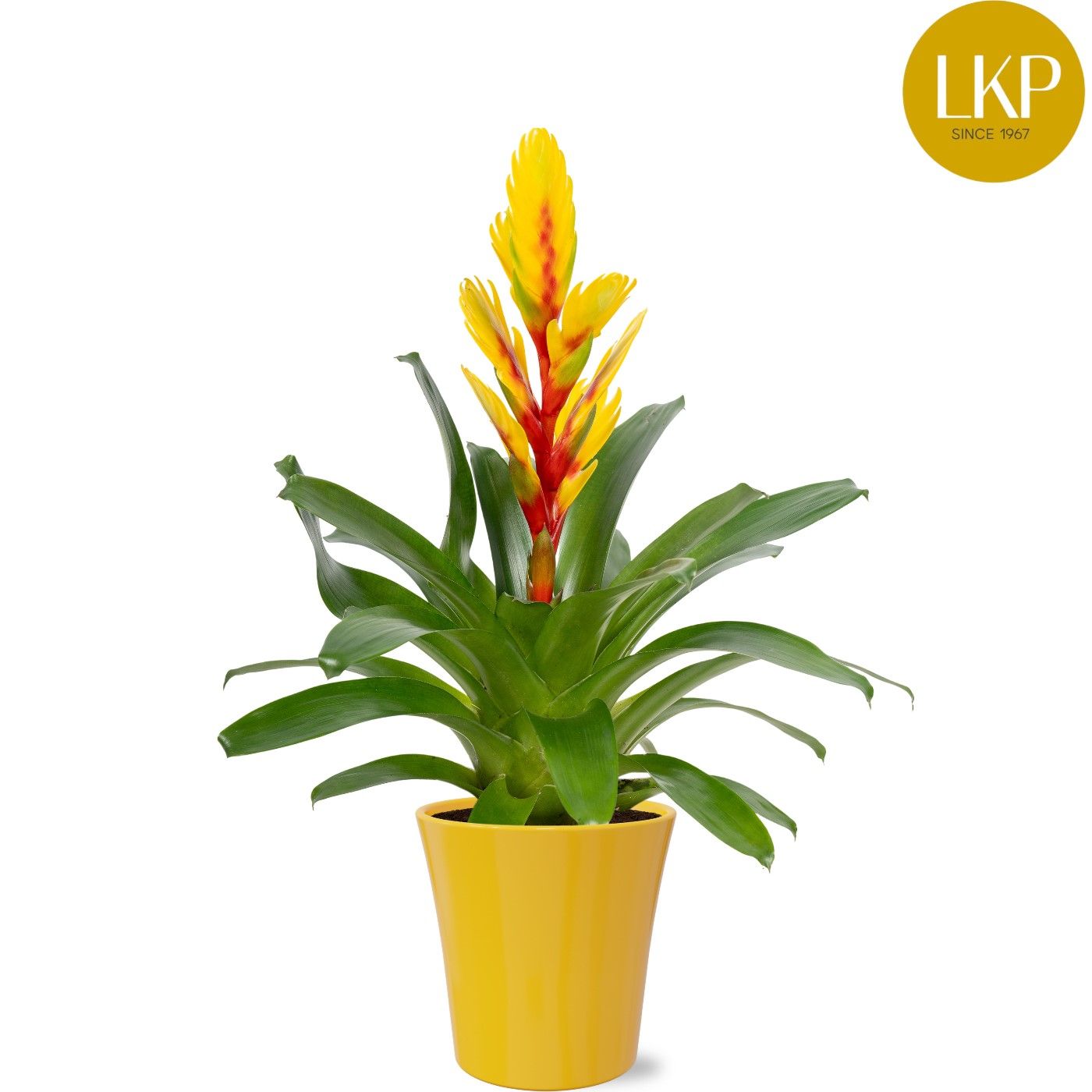 Vriesea Int yellow Flame Geel Coco, D 13