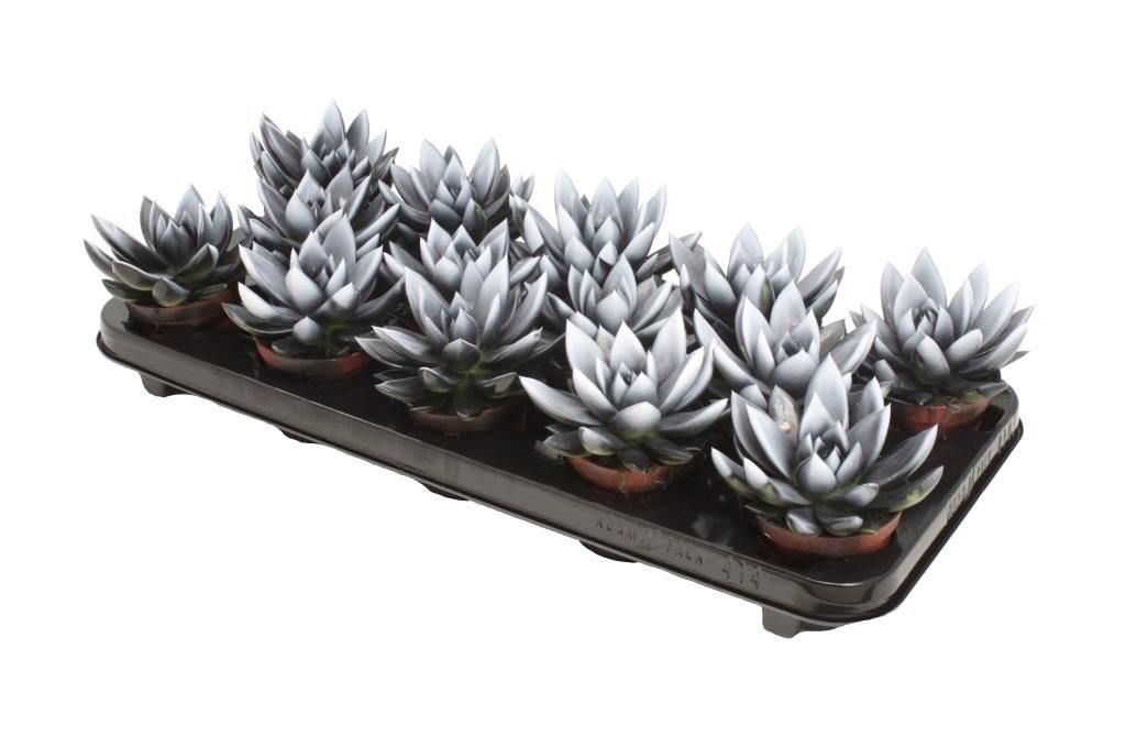 Miranda bicoloured black/white, D 8,5