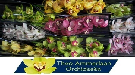 Цимбидиум Микс x9 60, шт.