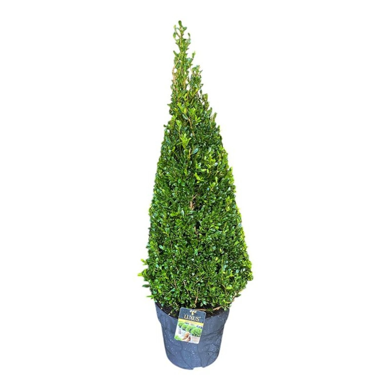 Ilex crenata Luxus® Pyramide 70-80 cm c10/p27, D 29