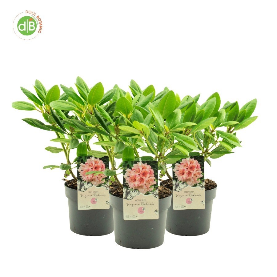 Rhododendron Virginia Richards', D 19