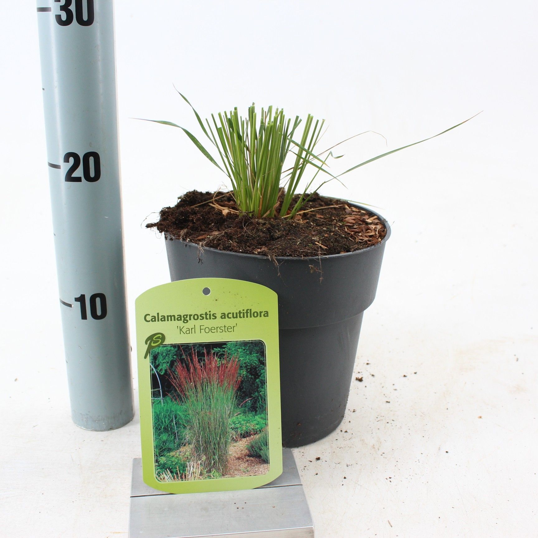 Calamagrostis acutiflora 'Overdam', D 17