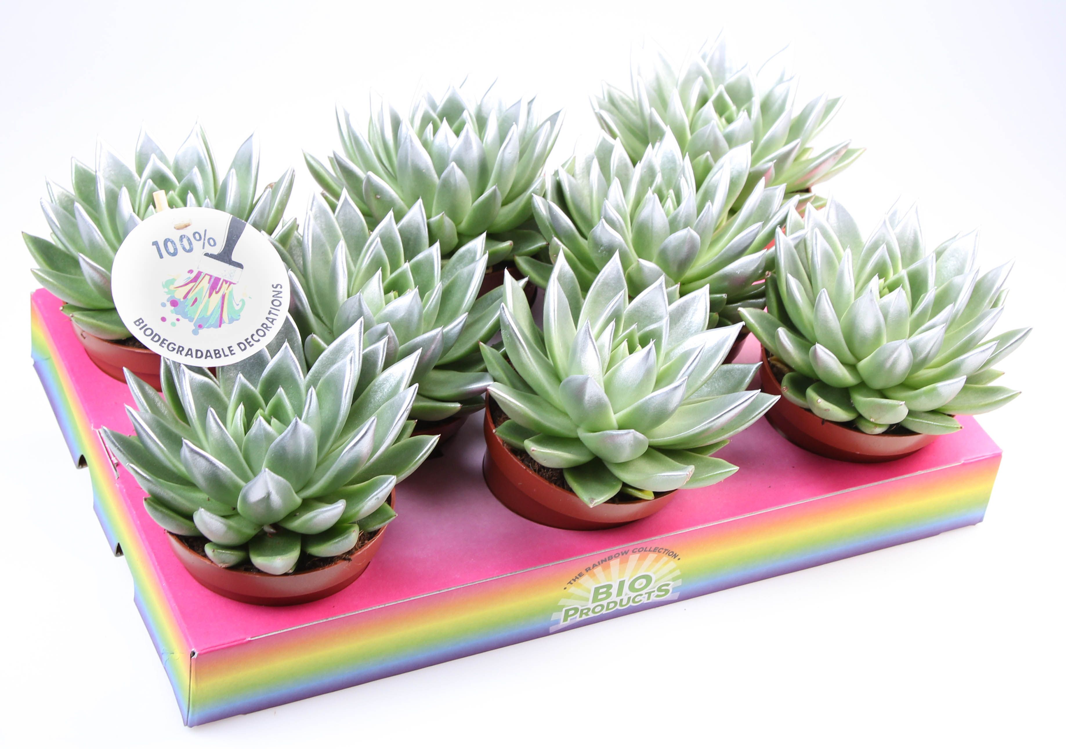 Miranda silver tips, D 10,5