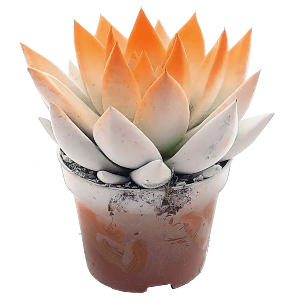 Miranda bicoloured white/orange, D 6