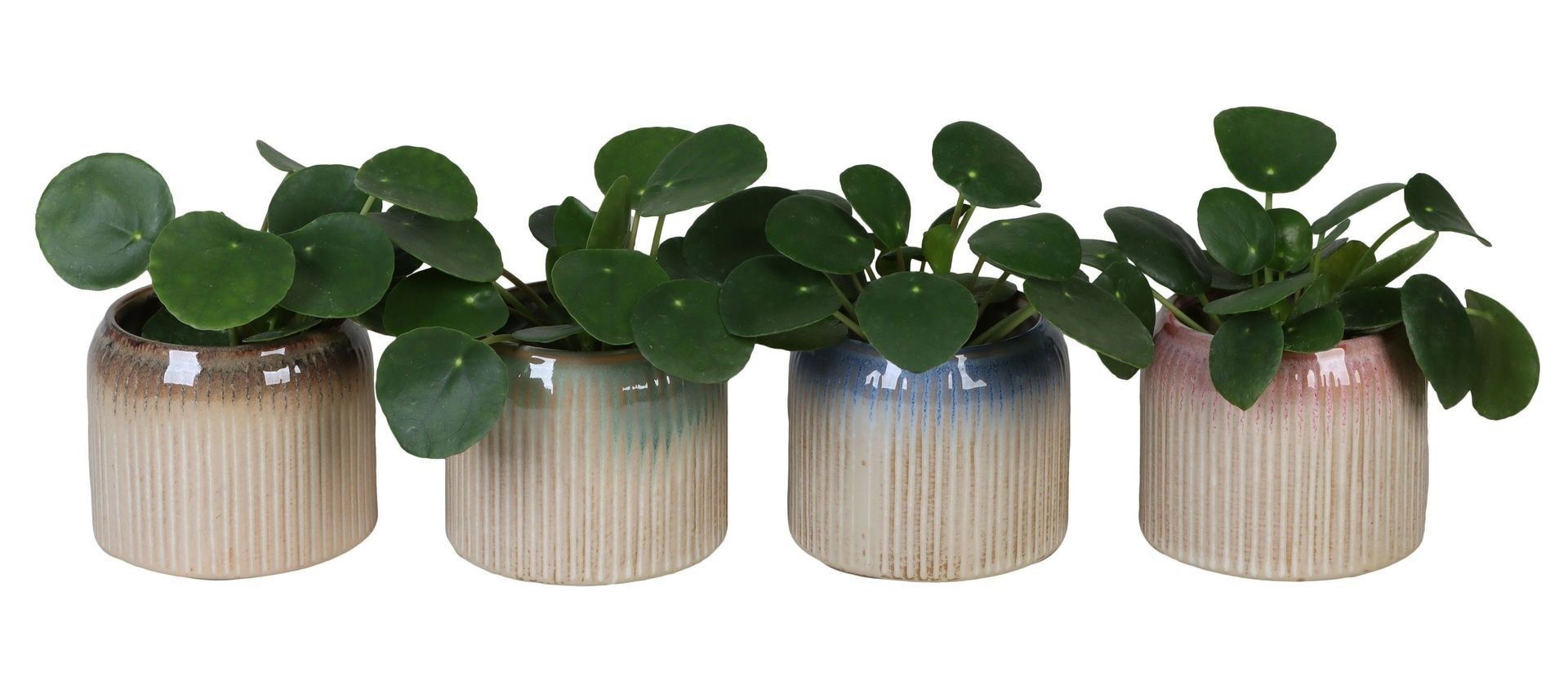 L 67124 With Pilea Peperomides 6 cm, D 6