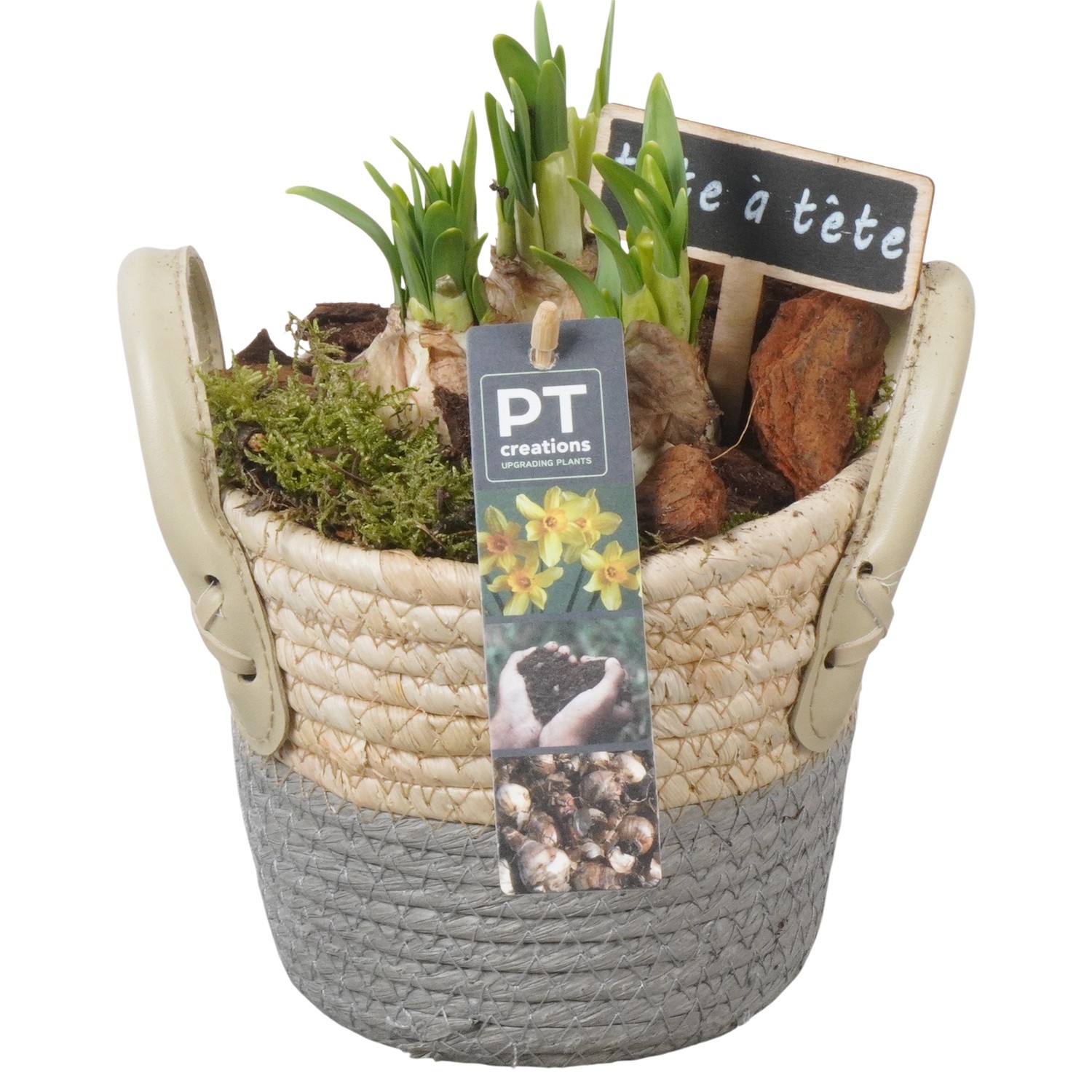 PTN8620 Arrangement Narcissus in rieten mand, D 14
