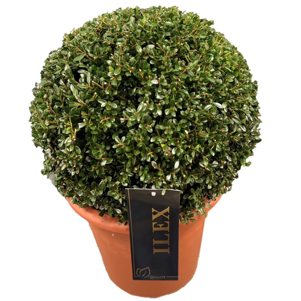 Ilex crenata 'Stokes Bol p26 (th) 35-40 ©, D 26