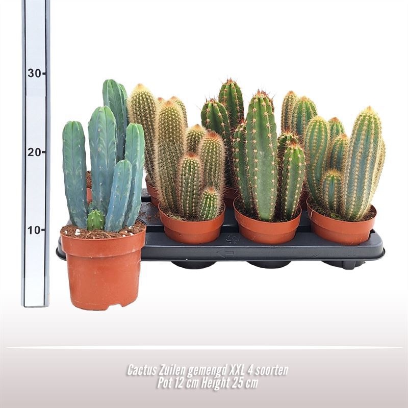 Cactus Zuilen gemengd XXL 4 soorten, D 12
