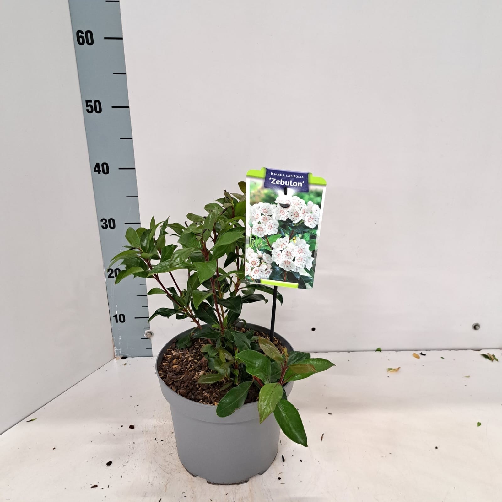 Kalmia lat. 'Zebulon', D 21