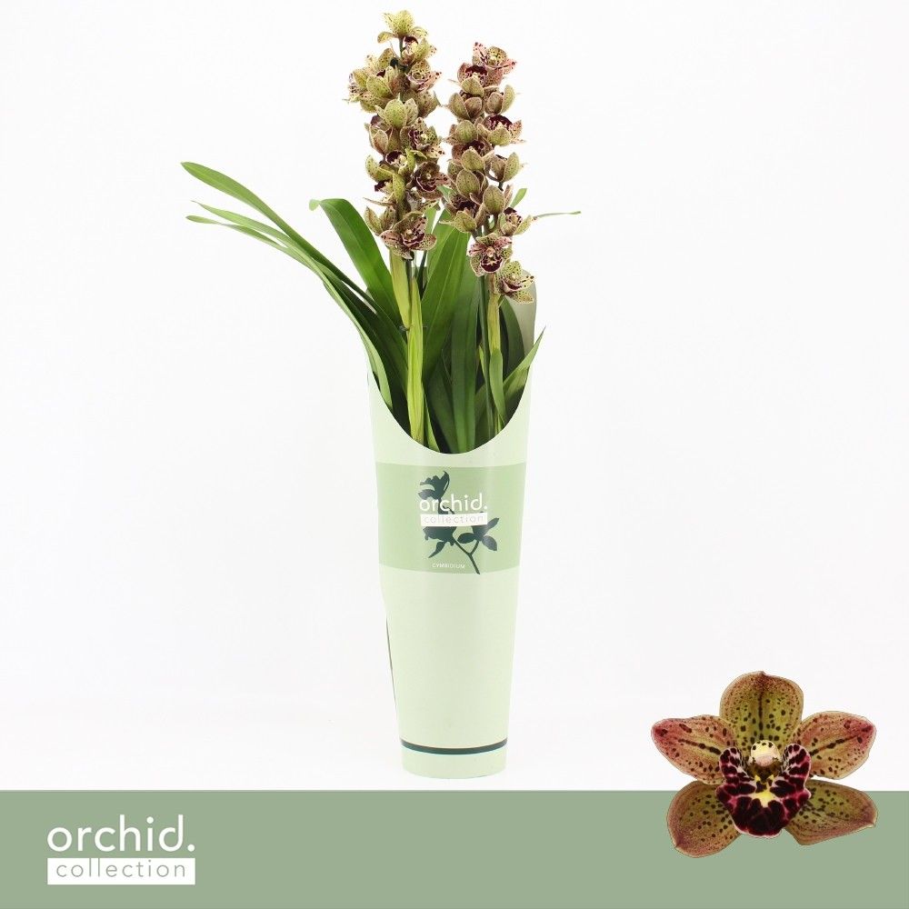 Cymbidium, Magic Bird 2-spike P14 'Orchid Collection' Potcover, D 14