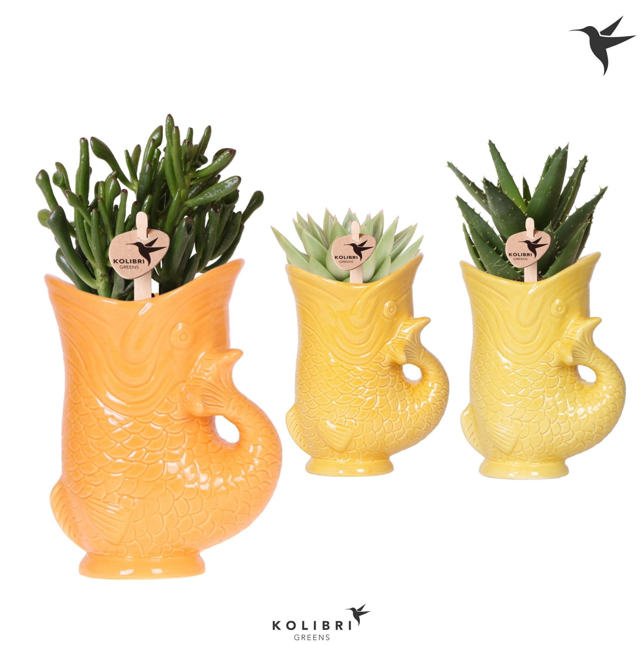 Kolibri Greens Succulenten mix in Fish pot yellow mix, D 9