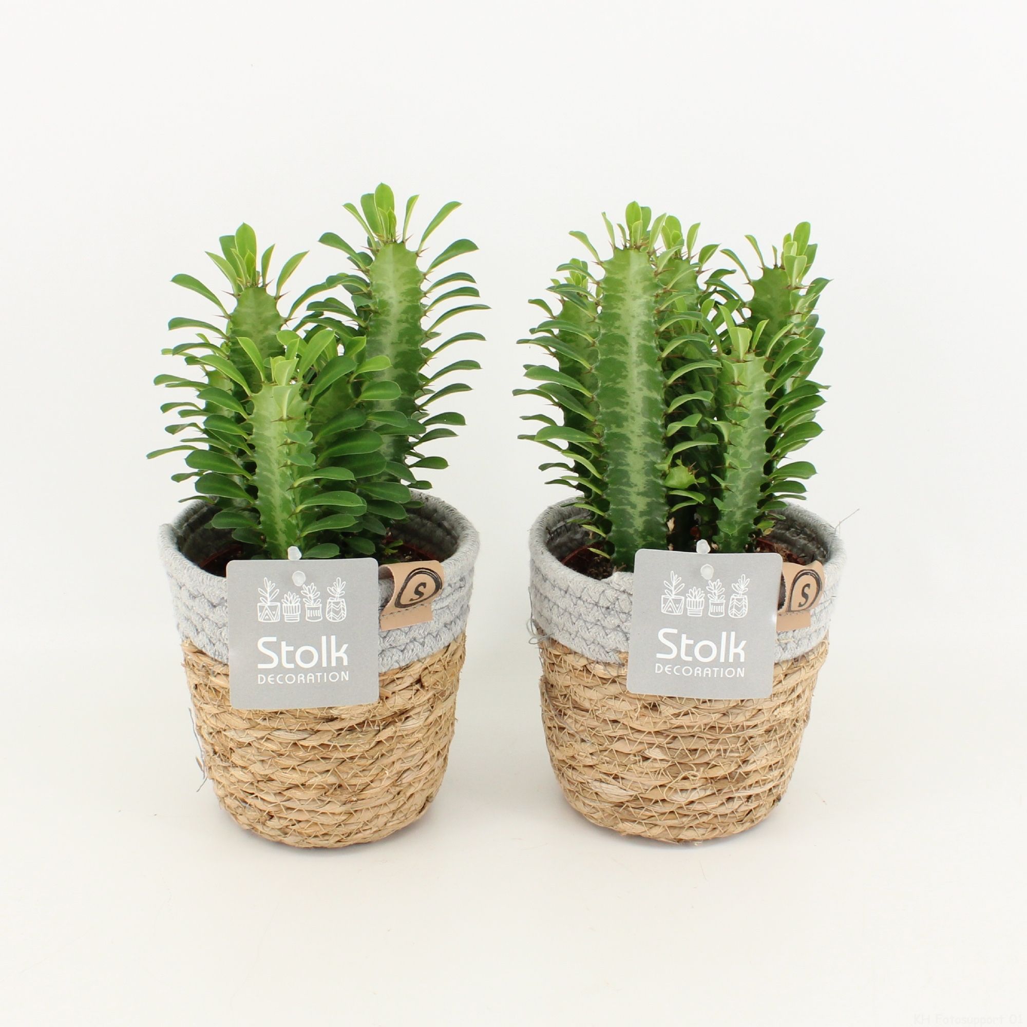 Euphorbia Trigona Groen in Basket, D 13