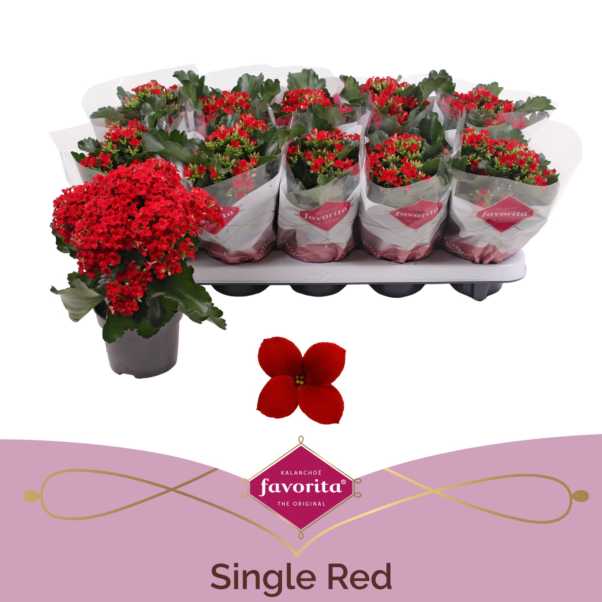 Kalanchoe favorita red, D 10,5