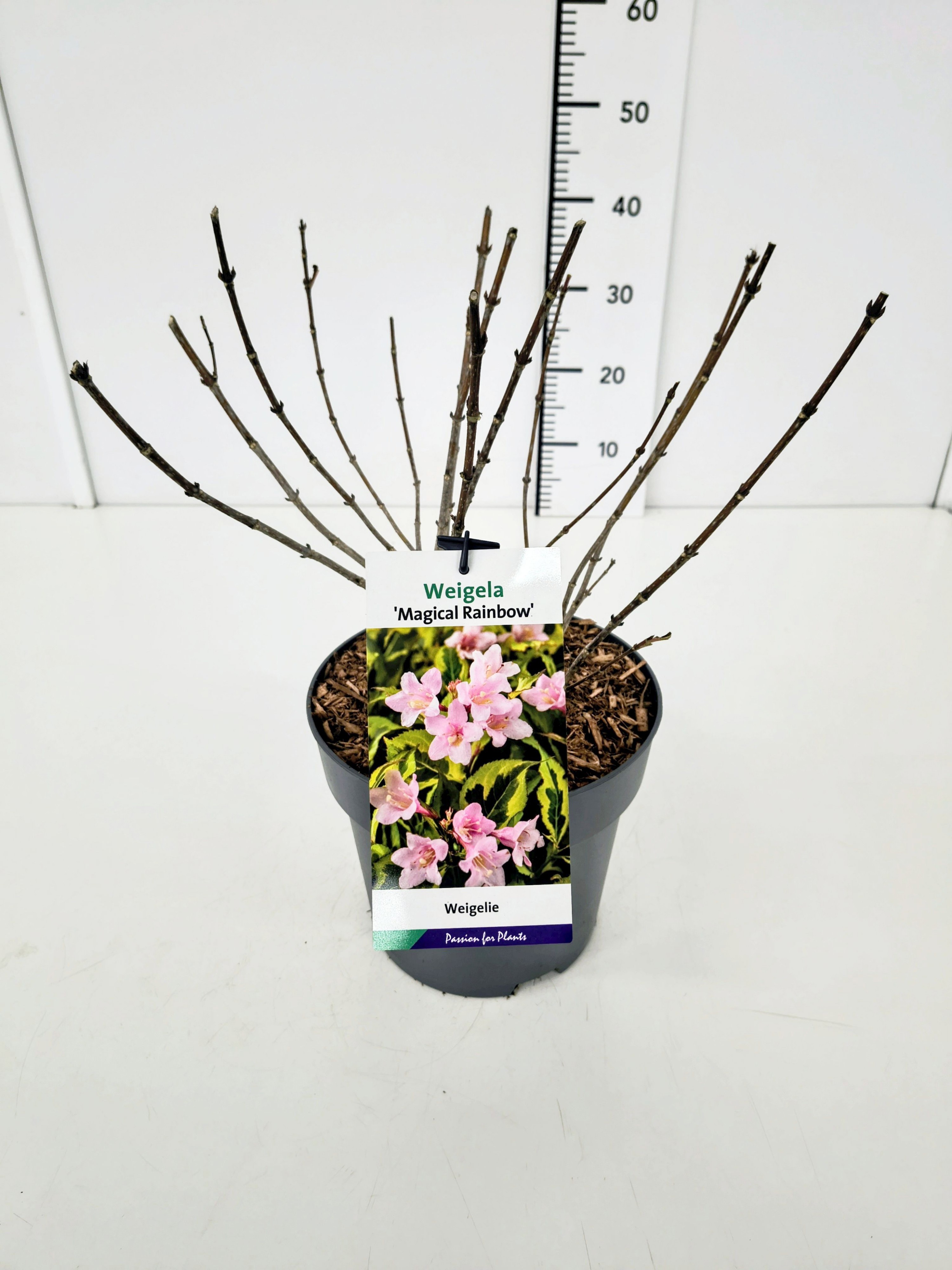 Weigela 'Magical Rainbow' 40-50C5, D 23