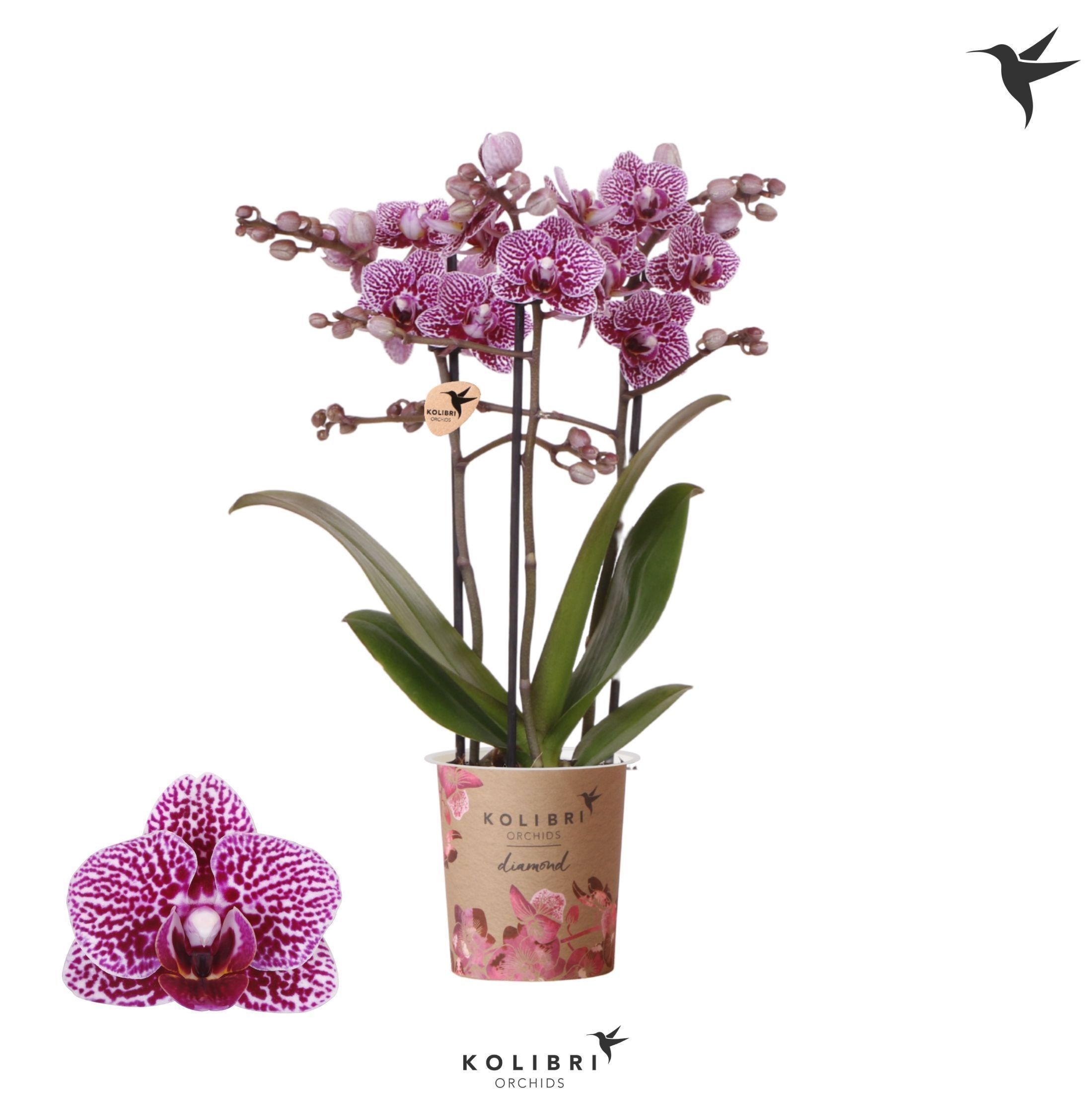 Kolibri Orchids Phalaenopsis Diamond Australia 3 spike, D 9