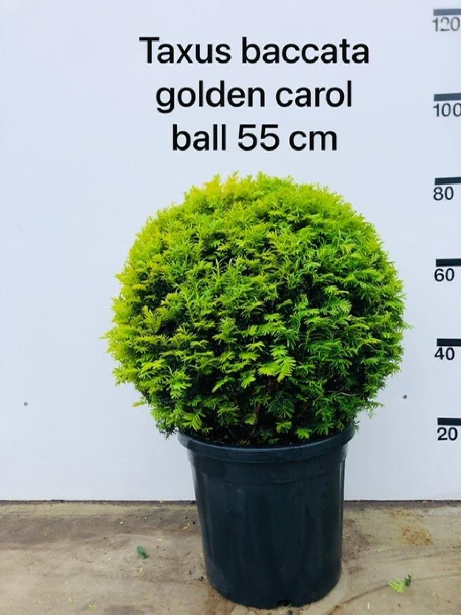 Taxus b. 'Golden Carol', bol, D 36