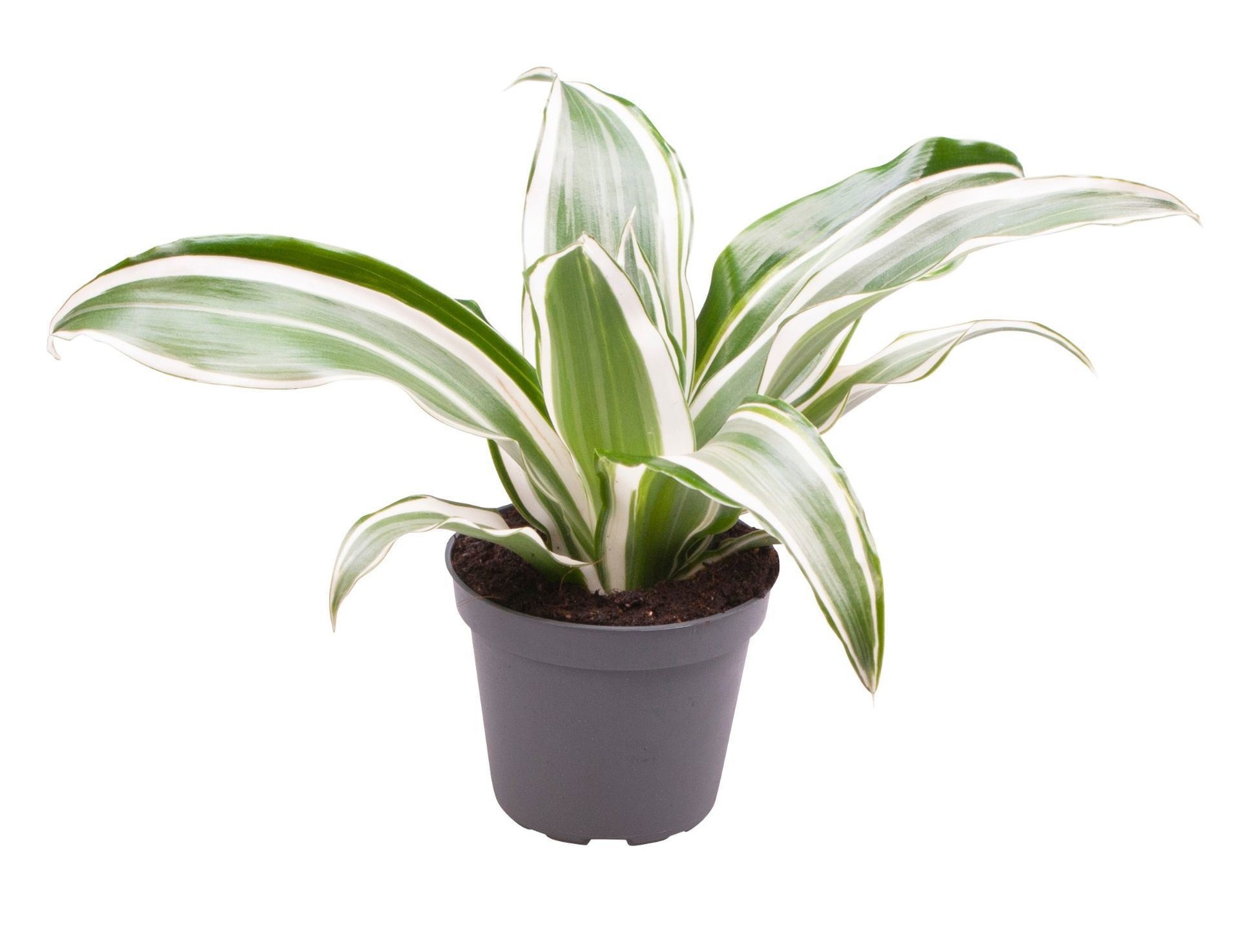 Dracaena Dragontree� White Jewel, D 6
