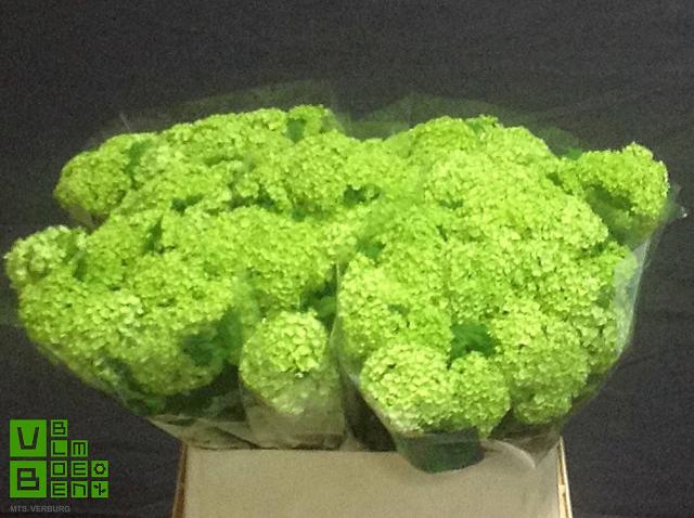 Вибурнум Розеум 80 (зел.), шт.