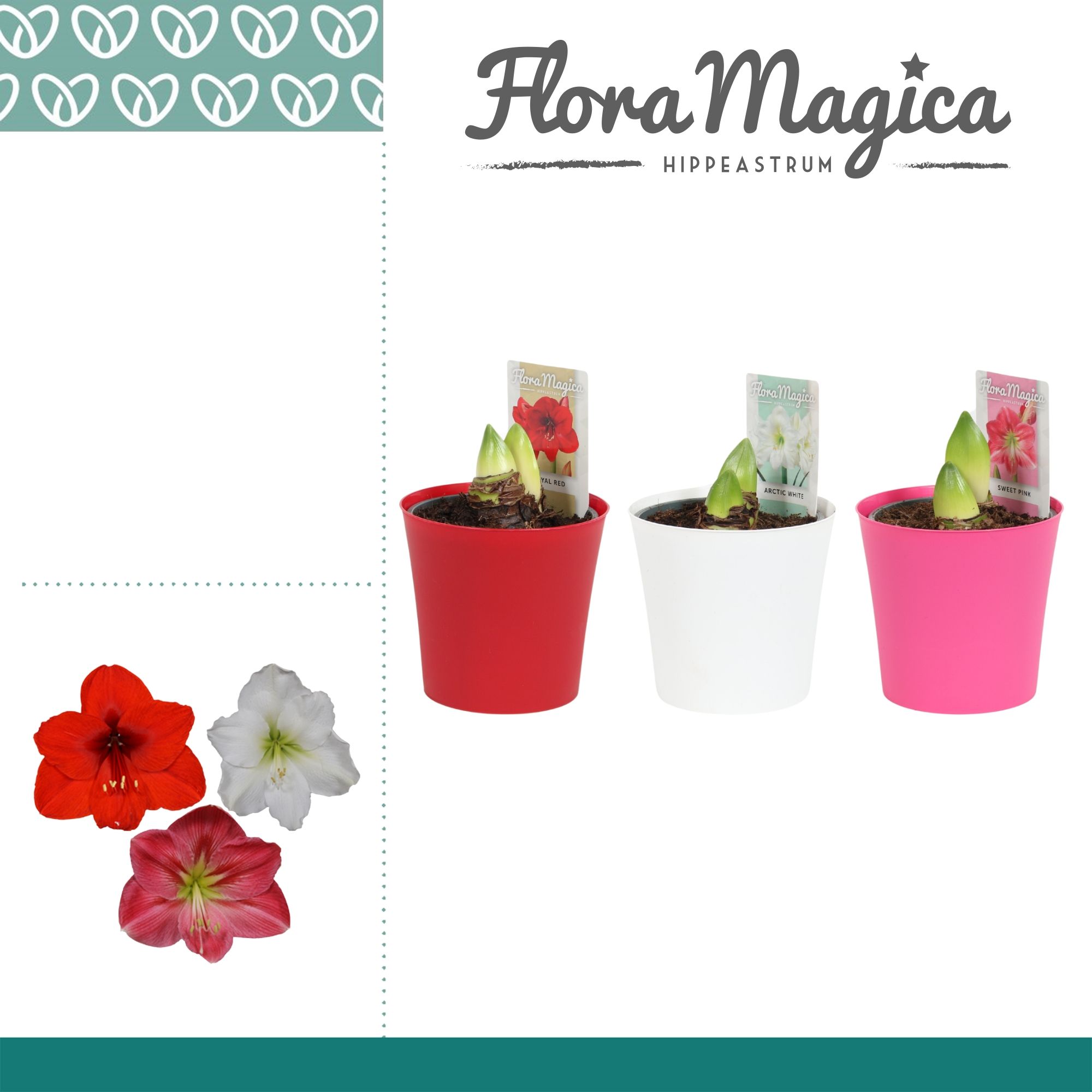 Amaryllis Mix 2 Knop Plastic ompot Linge, D 12