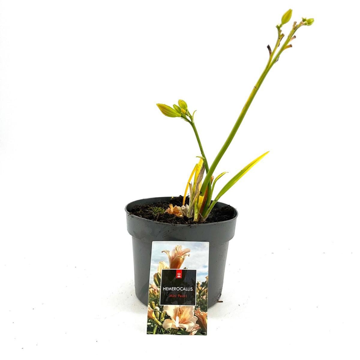 Hemerocallis 'Mini Pearl', D 17