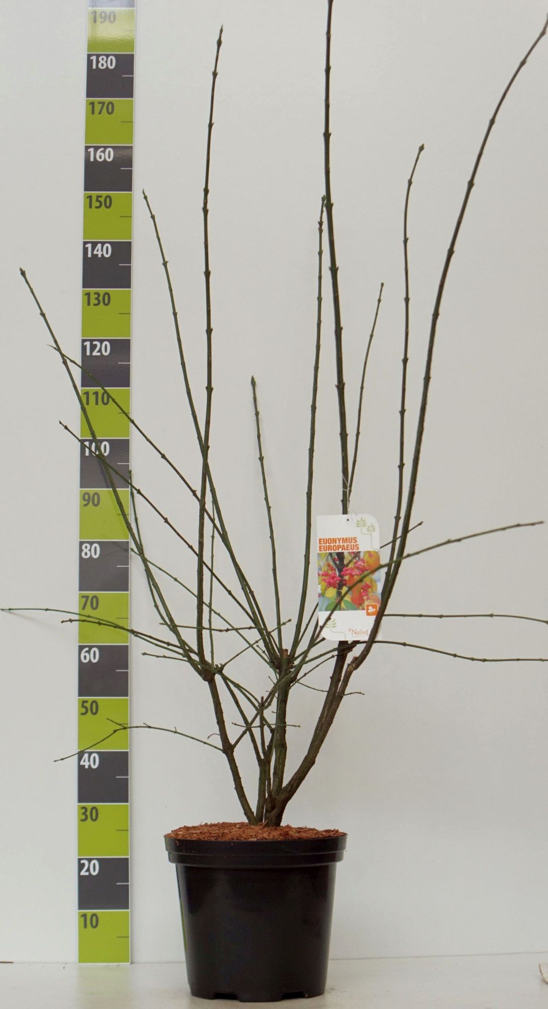 Euonymus europaeus C 12, D 30