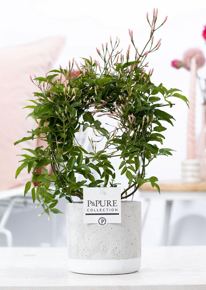 Jasminum Poly. ( 200+ knop) in P&PURE Jade ceramics, D 12