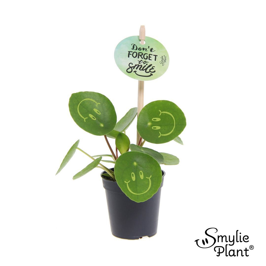 Pilea Smylie Plant® Ⓓ - Happy, D 5,5