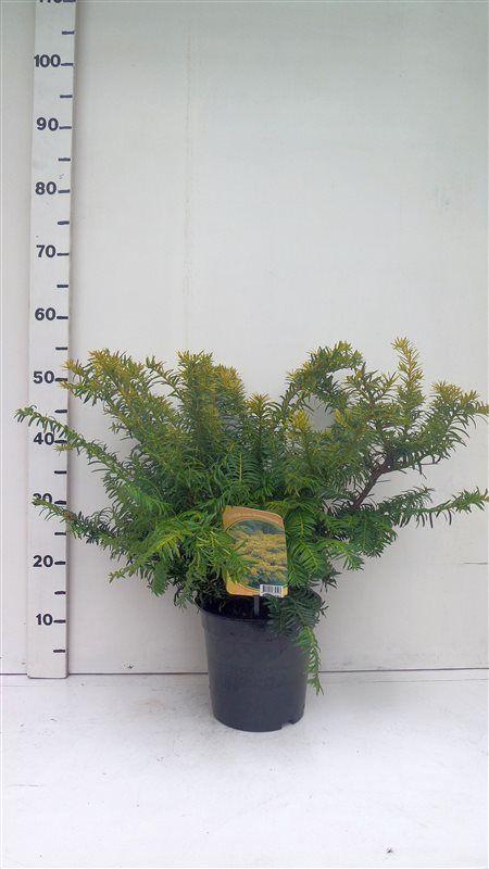 Taxus bacc. 'Summergold', D 19