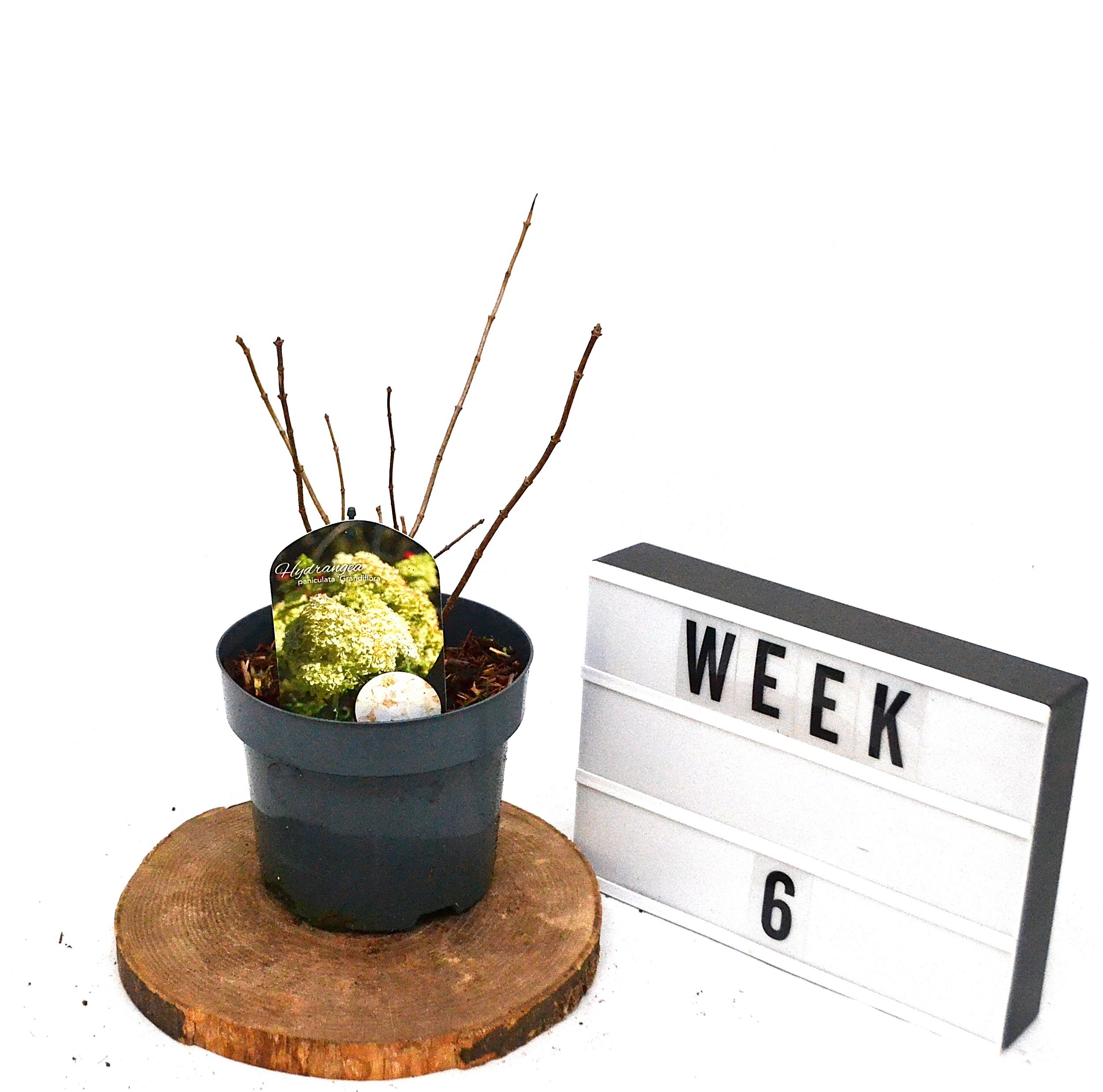 Hydrangea paniculata Grandiflora C3, D 19