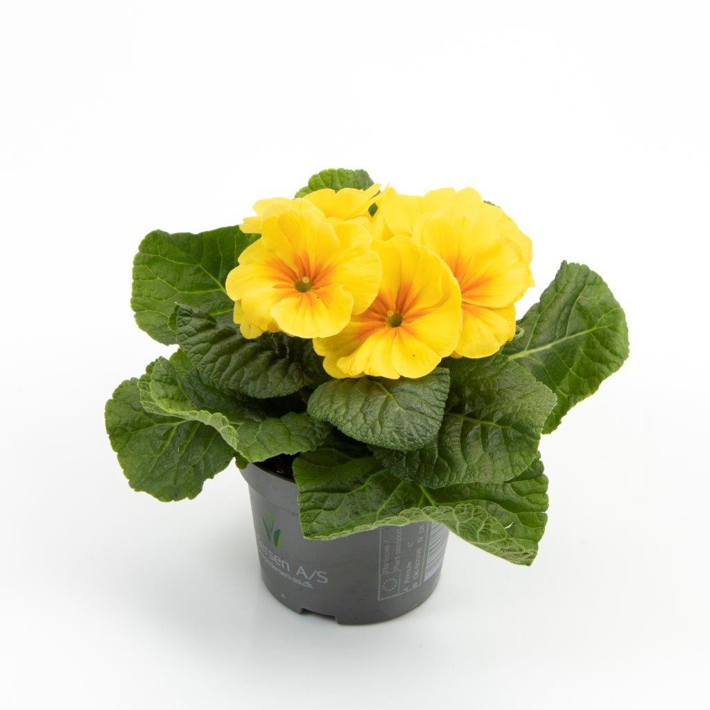 PRIMULA VULGARIS-HYBRID, D 11
