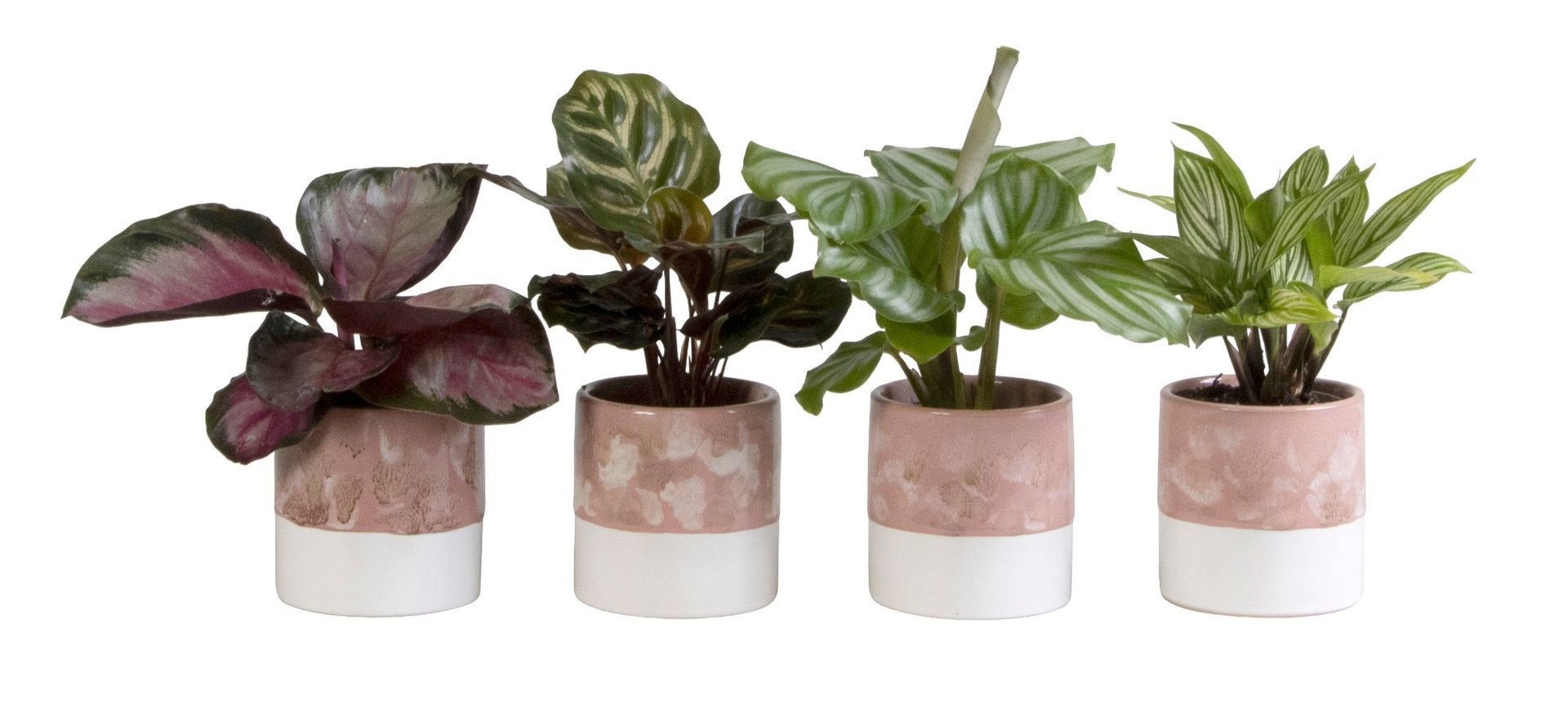 L 65828 with Calathea Mix 6 cm, D 6