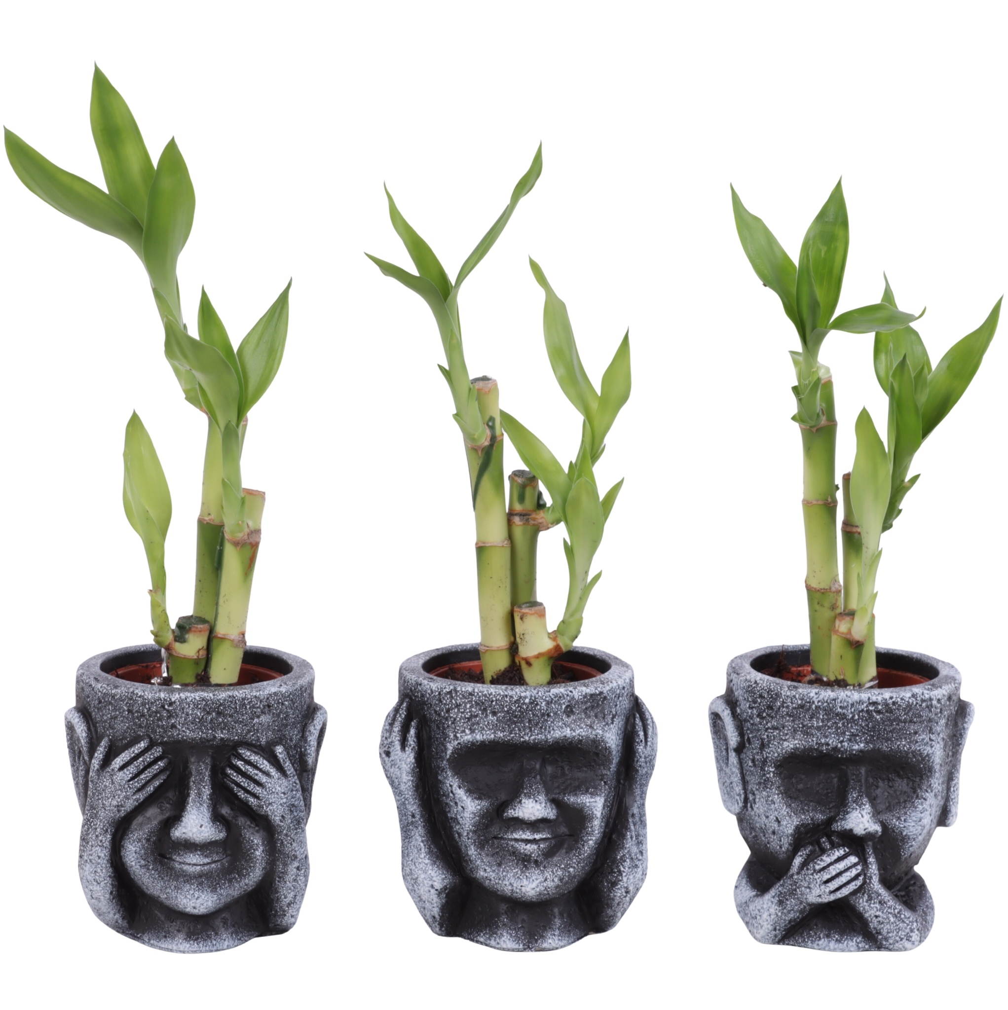 Lucky Bamboo Toef in Ceramic pot Ø09cm, D 9