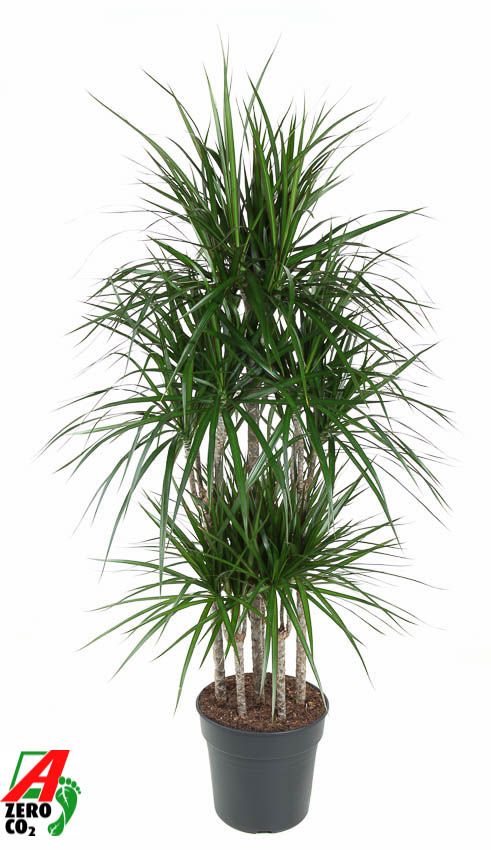 Dracaena Marginata 90-carrousel, D 31