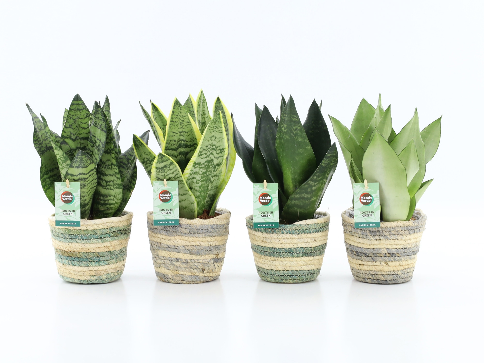 Sansevieria Mix in Noah Lines, D 14