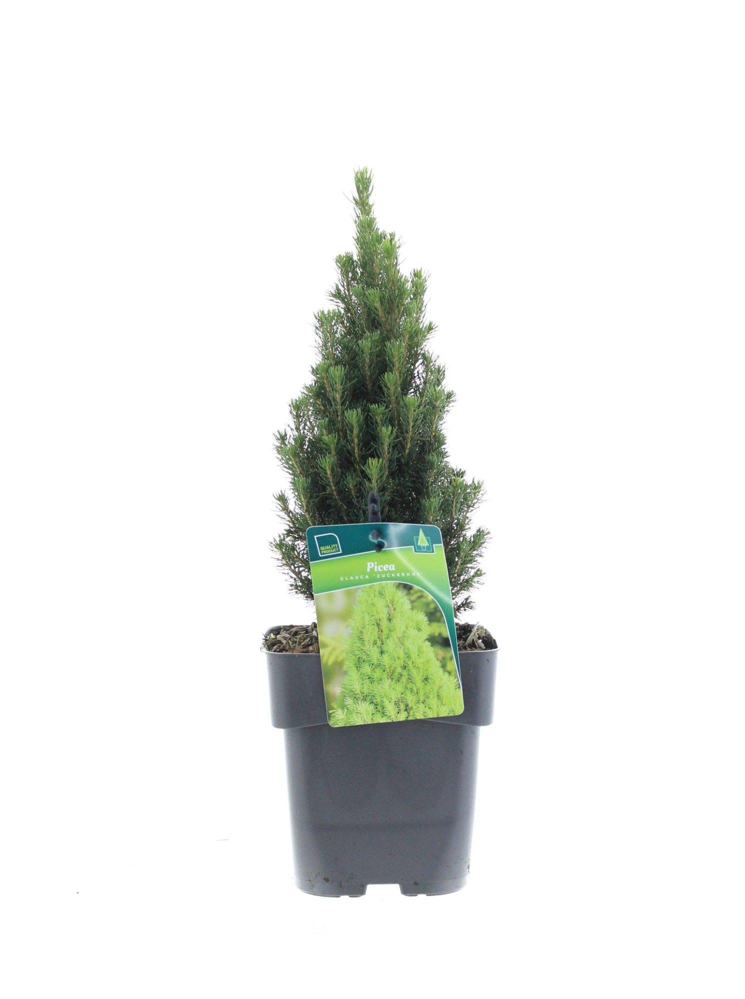Picea glauca 'Zuckerhut', D 17
