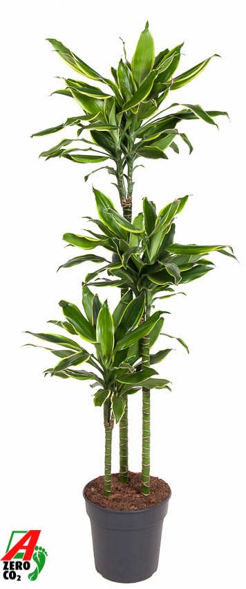 Dracaena Gold Coast 90-60-30, D 24