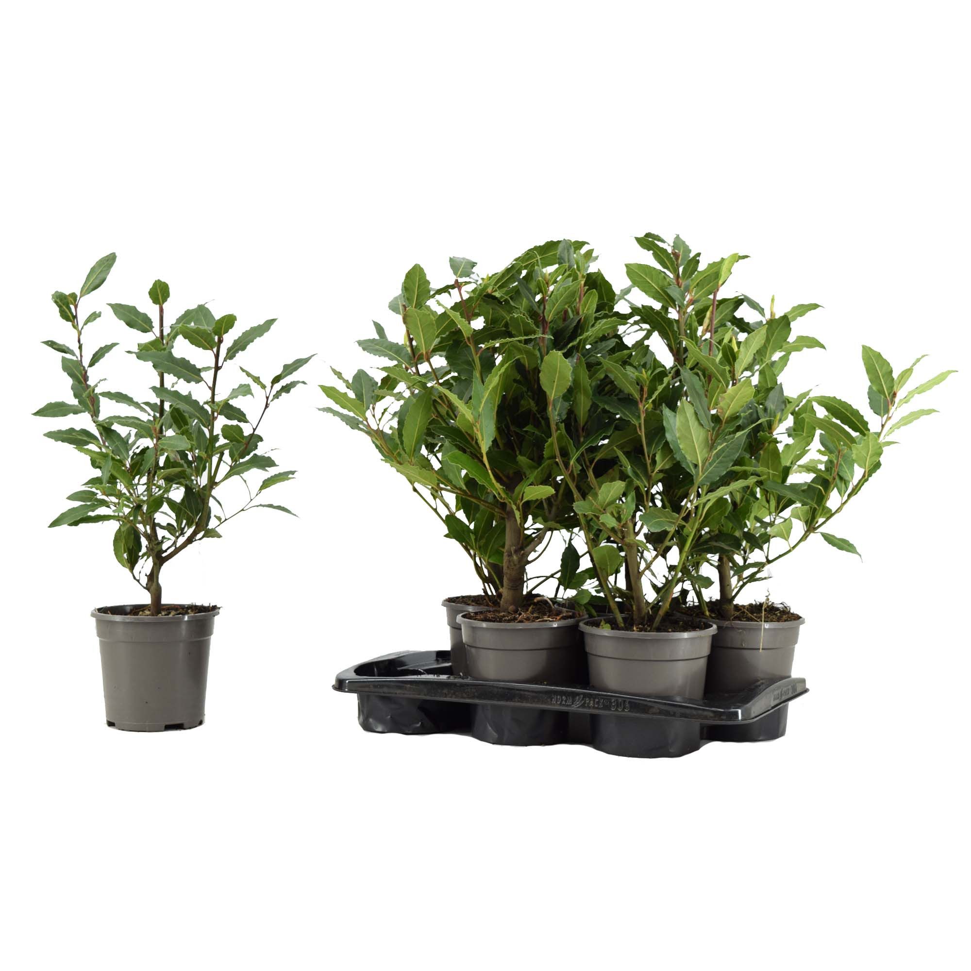 Laurus nobilis Struik, D 14