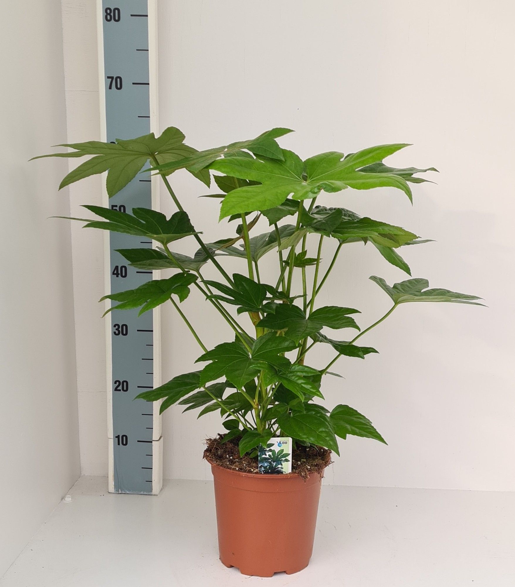 Fatsia japonica, D 19