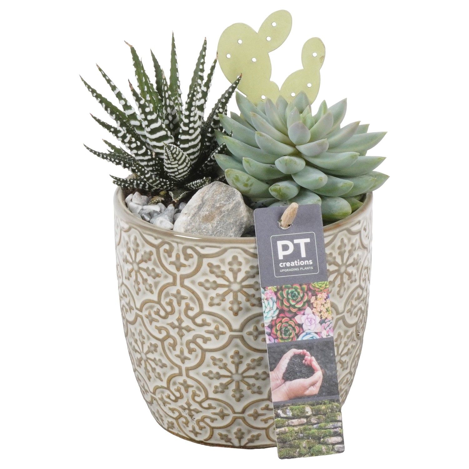 PTSU8470 Arrangement Succulenten in keramiek pot, D 12