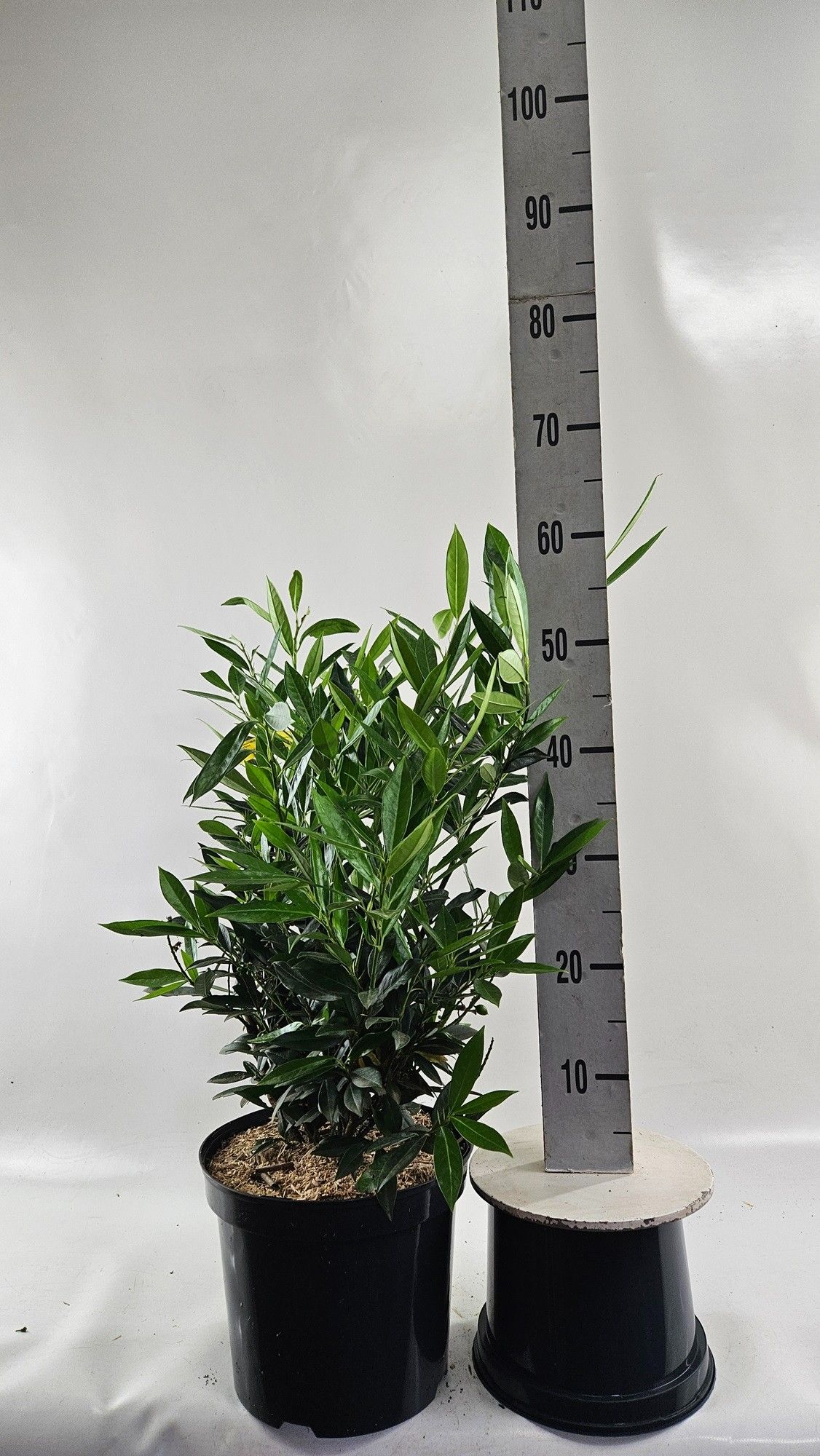 Prunus laur. 'Otto Luyken' 50-60cm, D 26