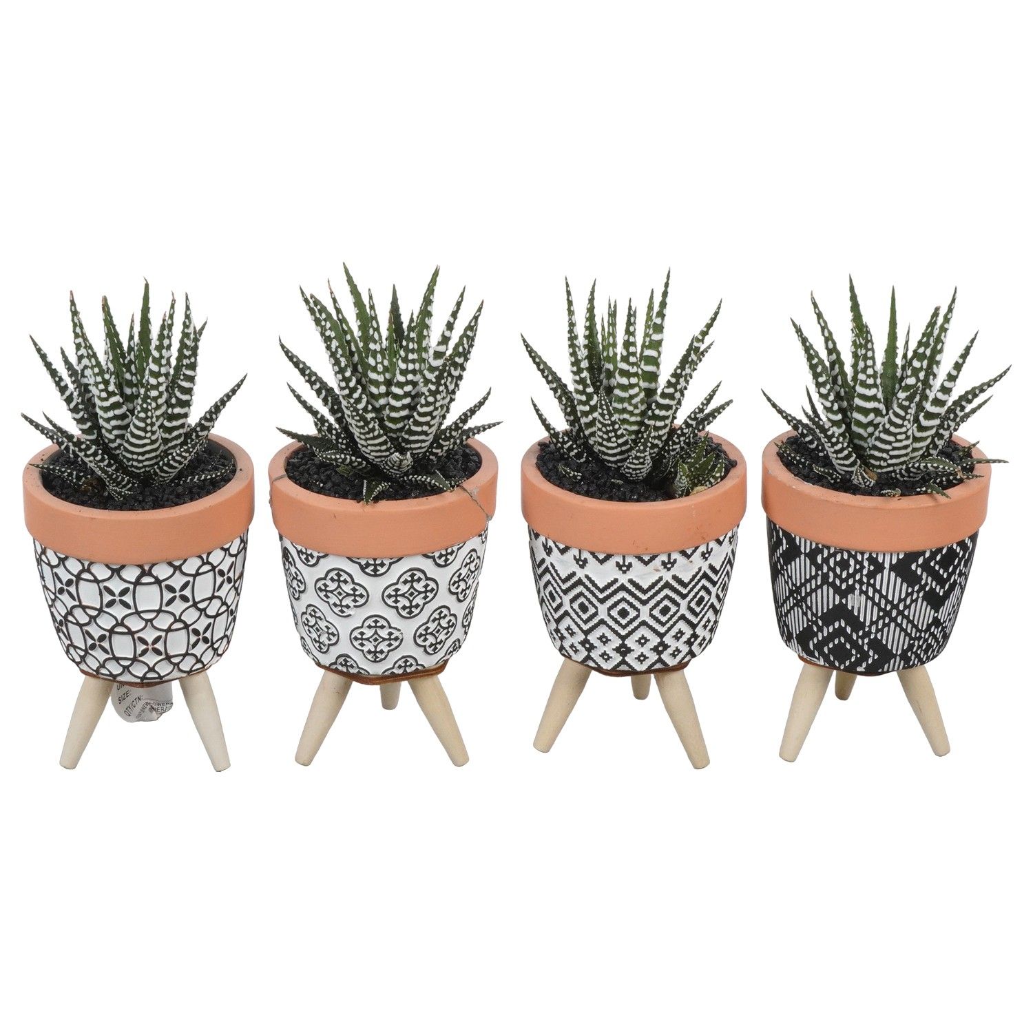 PTSU8475 Arrangement Succulenten in keramiek pot, D 8