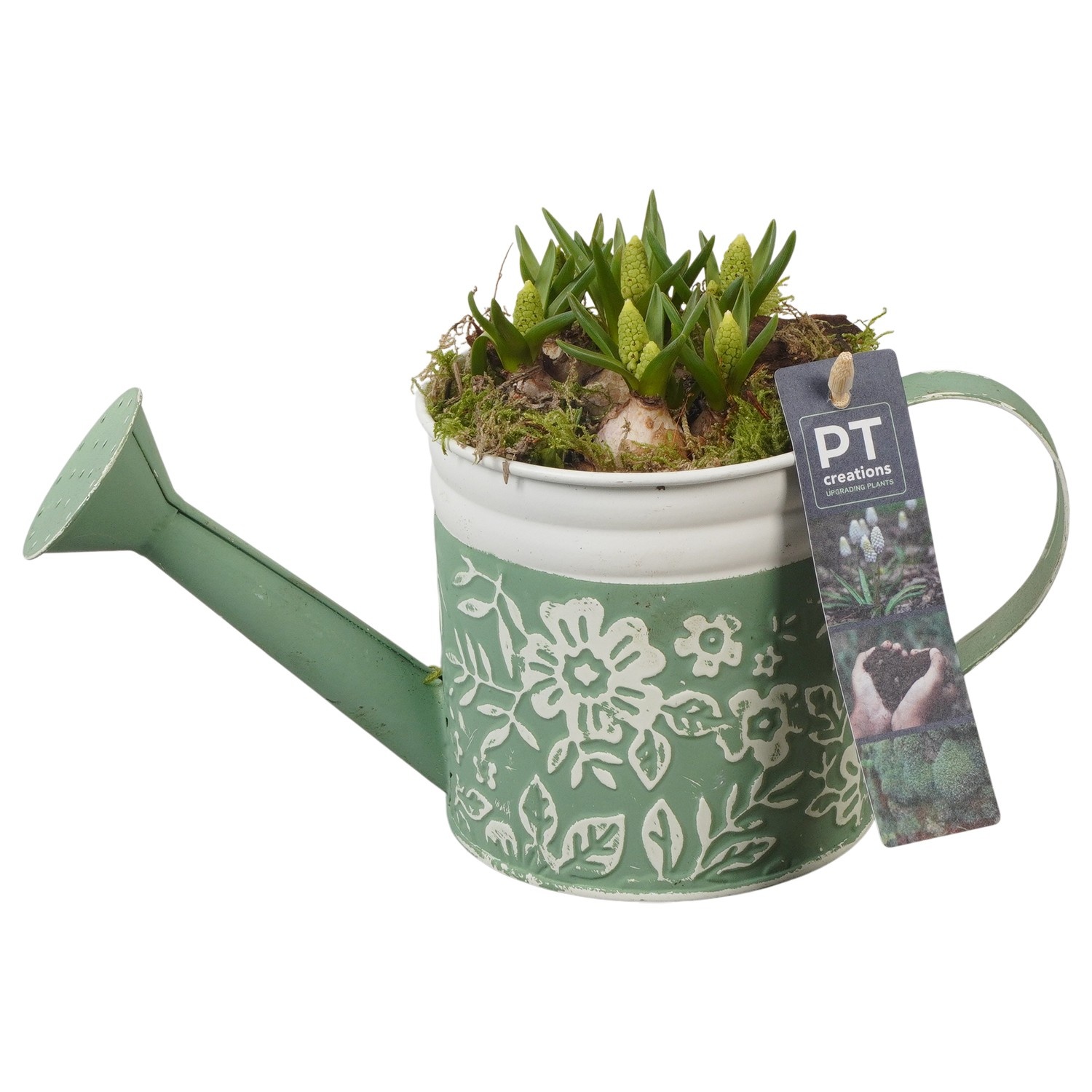 PTWMB8115 Arrangement Muscari White in metalen gieter, D 11