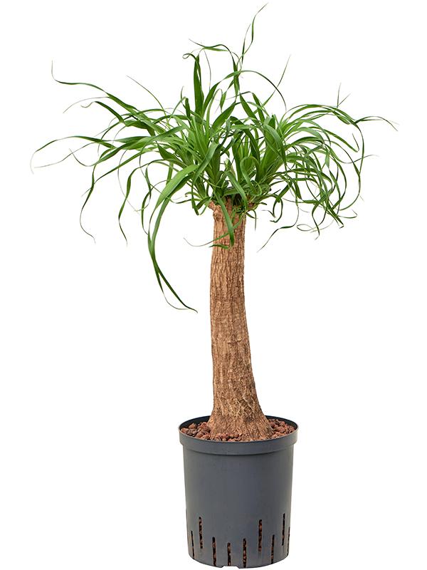 Beaucarnea recurvata, D 18