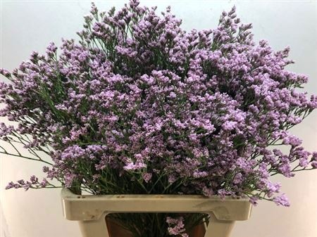 Лимониум Мистер Сильвер Пинк 70, шт.