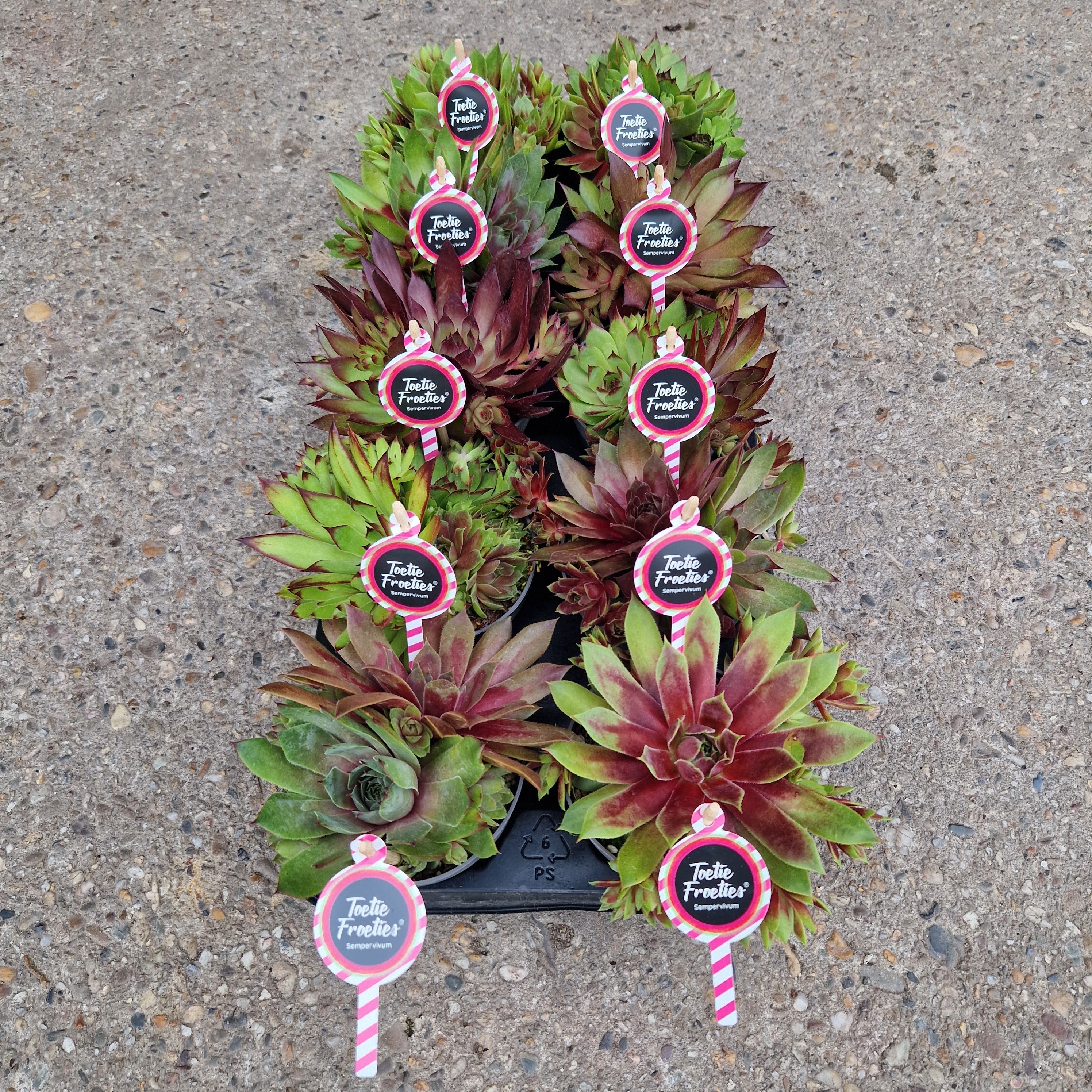 Sempervivum Toetie Froeties ® , Mix p10.5, D 10,5