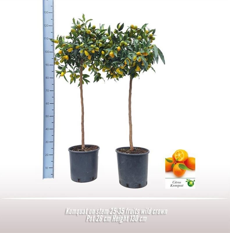 Kumquat op stam, D 26