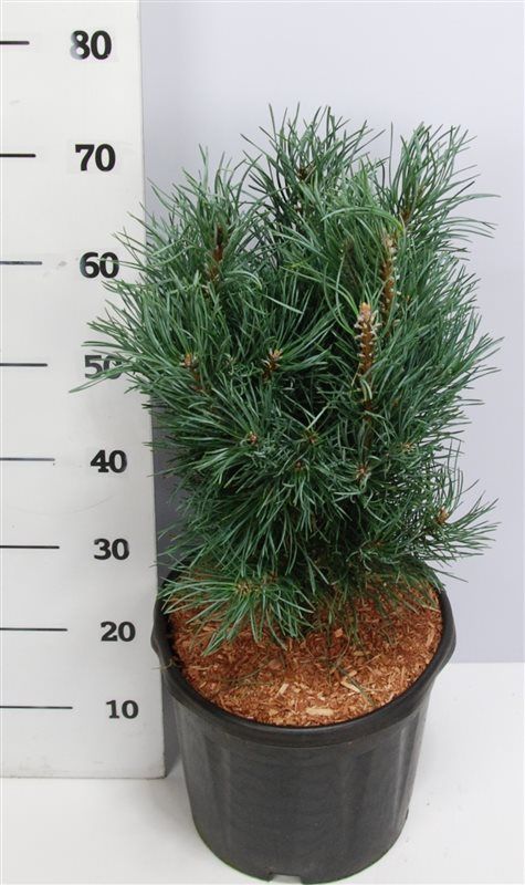 Pinus sylv. 'Fastigiata', D 32