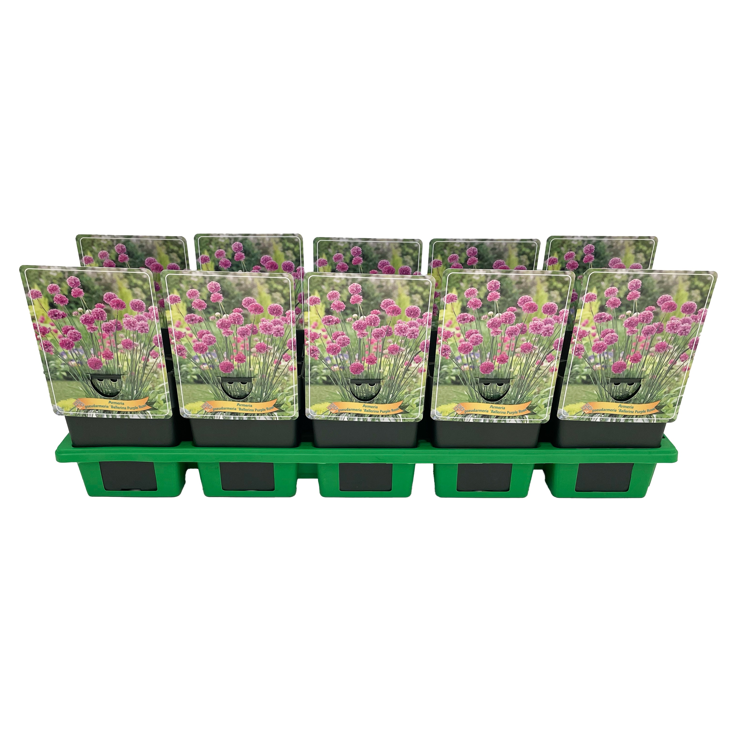 Armeria pseudarmeria 'Ballerina Purple Rose' P11, D 11