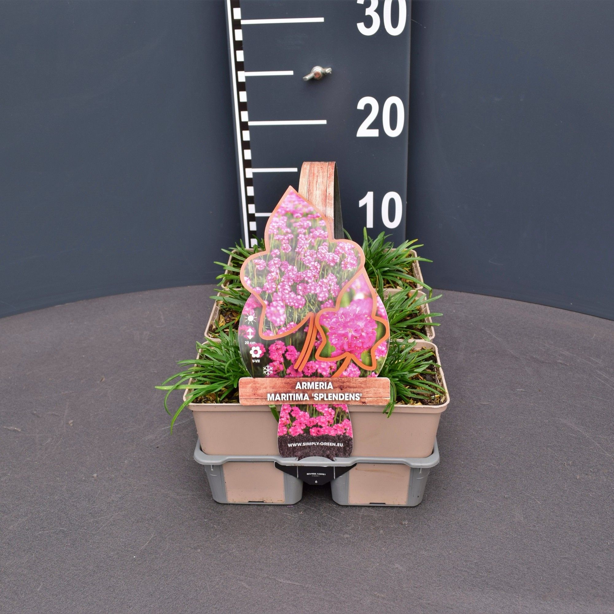 Armeria maritima Splendens (6-pack), D 9